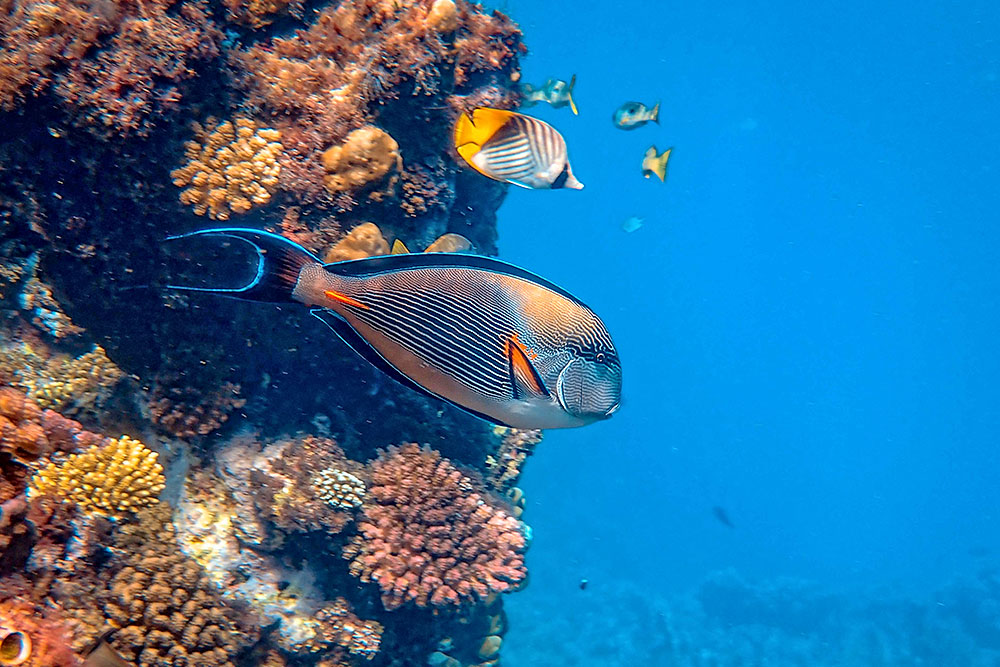 Туры в Египет в августе 2026