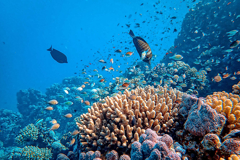 Туры в Египет в мае 2026