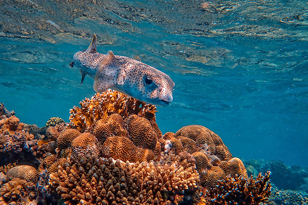 Туры в Египет в сентябре 2026