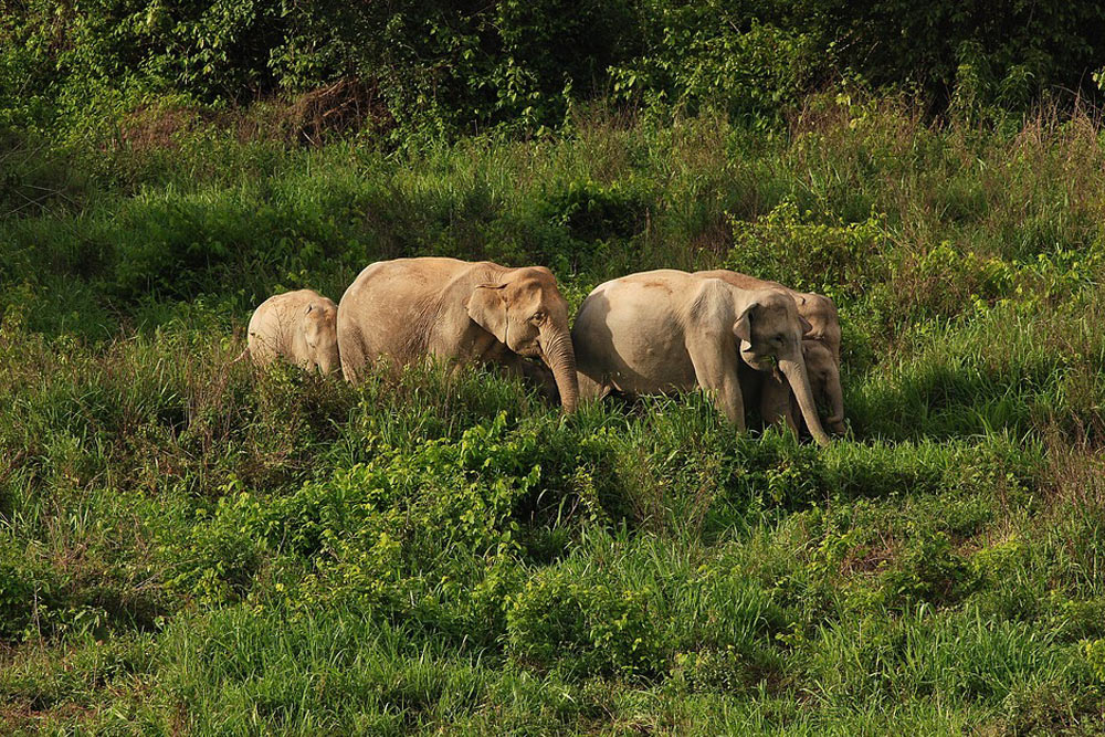 zhivotnye-kotoryh-nado-opasatsya-v-tailande