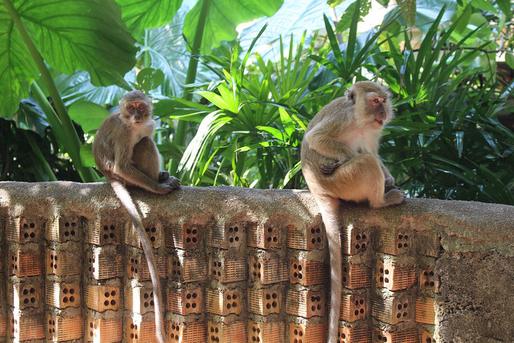 zhivotnye-kotoryh-nado-opasatsya-v-tailande