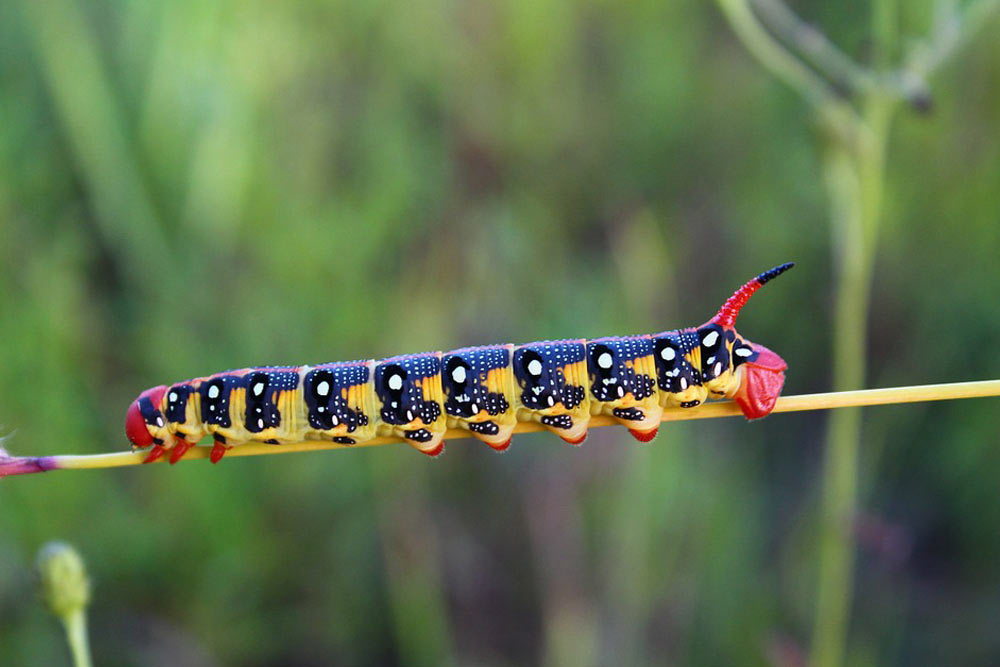 zhivotnye-kotoryh-nado-opasatsya-v-tailande