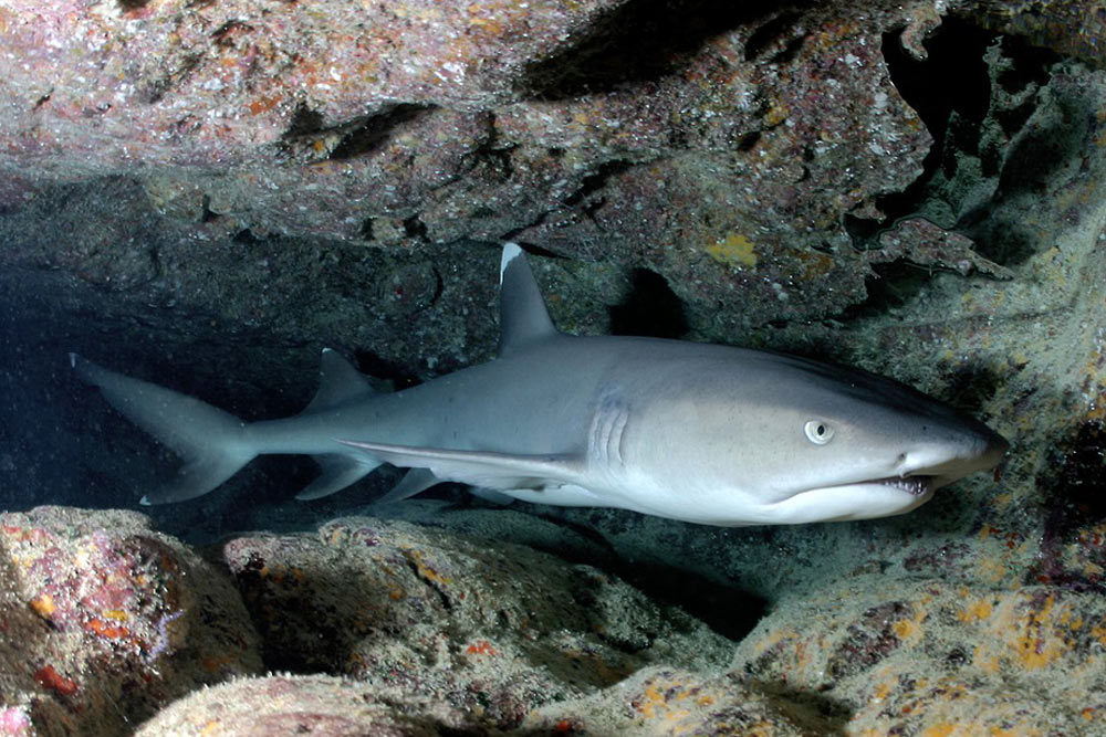 zhivotnye-kotoryh-nado-opasatsya-v-tailande