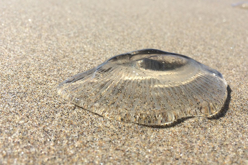 zhivotnye-kotoryh-nado-opasatsya-v-tailande