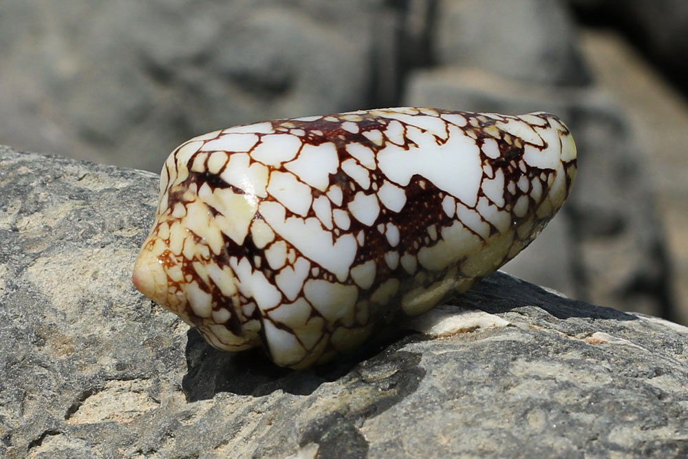 zhivotnye-kotoryh-nado-opasatsya-v-tailande