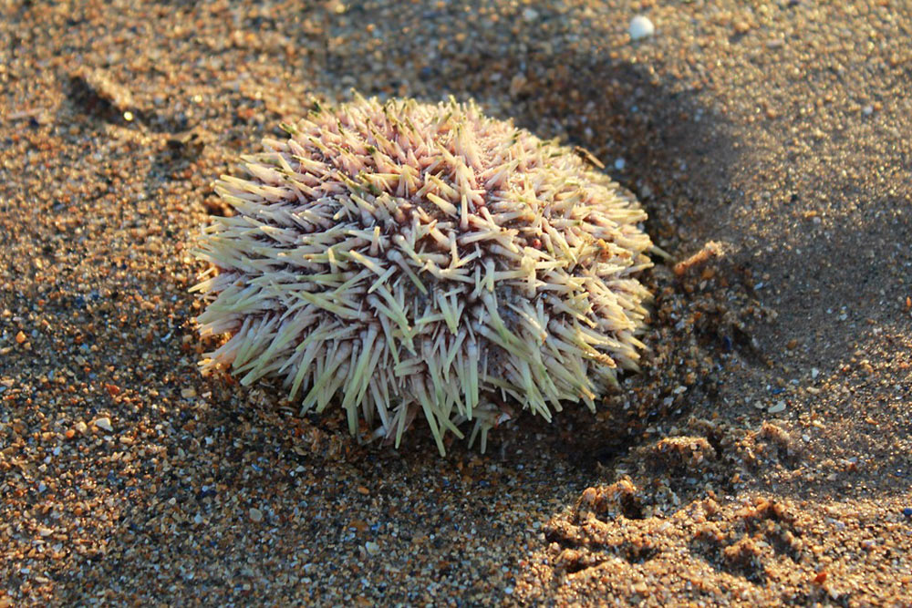 zhivotnye-kotoryh-nado-opasatsya-v-tailande