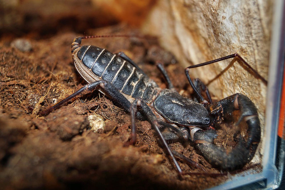 zhivotnye-kotoryh-nado-opasatsya-v-tailande