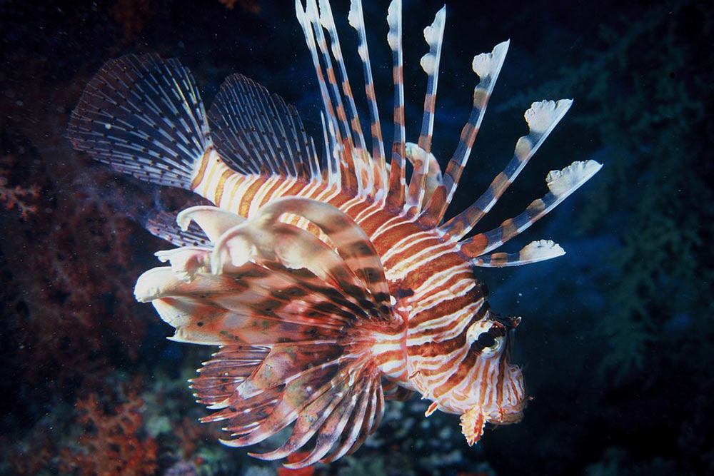 zhivotnye-kotoryh-nado-opasatsya-v-tailande