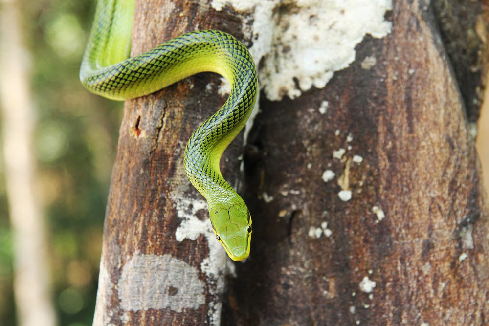 zhivotnye-kotoryh-nado-opasatsya-v-tailande